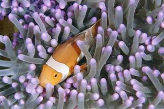 clownfish.jpg