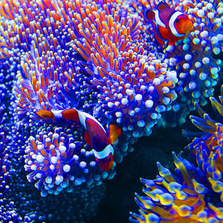 clownfish2.jpg