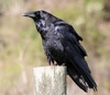 common_raven.jpg