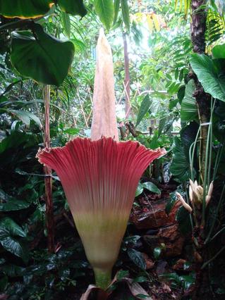 corpseflower.JPG