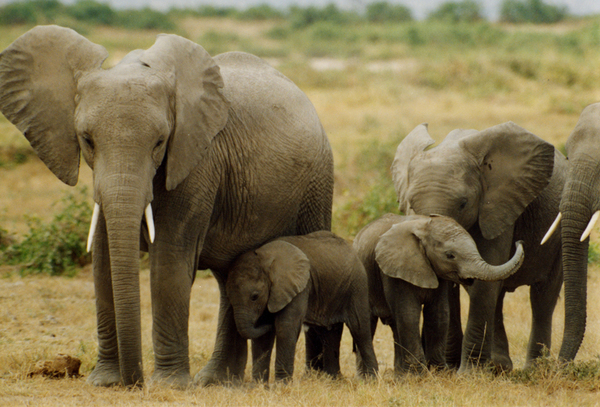 elephantfamily.JPG