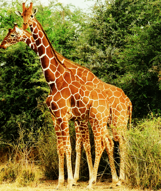 giraffestogether.PNG