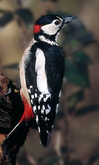 great_spotted_woodpecker.jpg