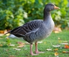 greylag_goose.jpg