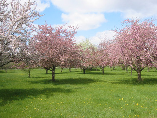 orchard.jpg