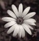 osteospermum.jpg