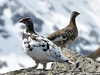 rock_ptarmigan.jpg