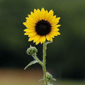 sunflower2.jpg