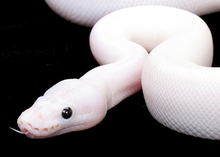 white snake.jpg